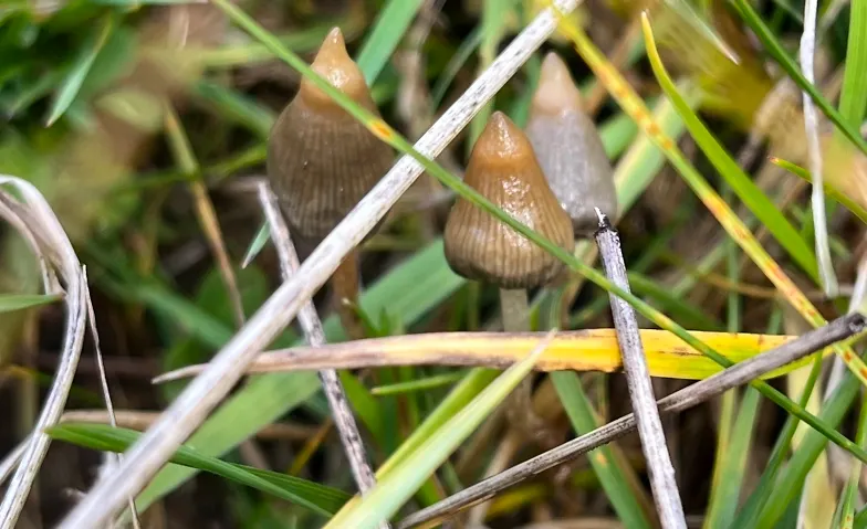 WILD FUNGI FOREST TOURS / LEARN THE ART OF MUSHROOM HUNTING