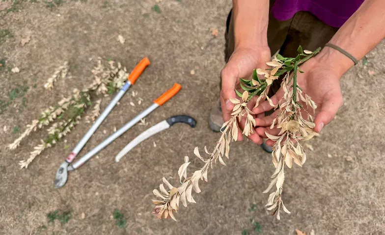 Praktische Gartentipps: Antworten auf den heissen Sommer